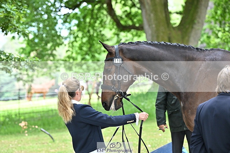 250521A-152359-00482 - B-310-Kitty.King-LISCARROW.FERNHILL