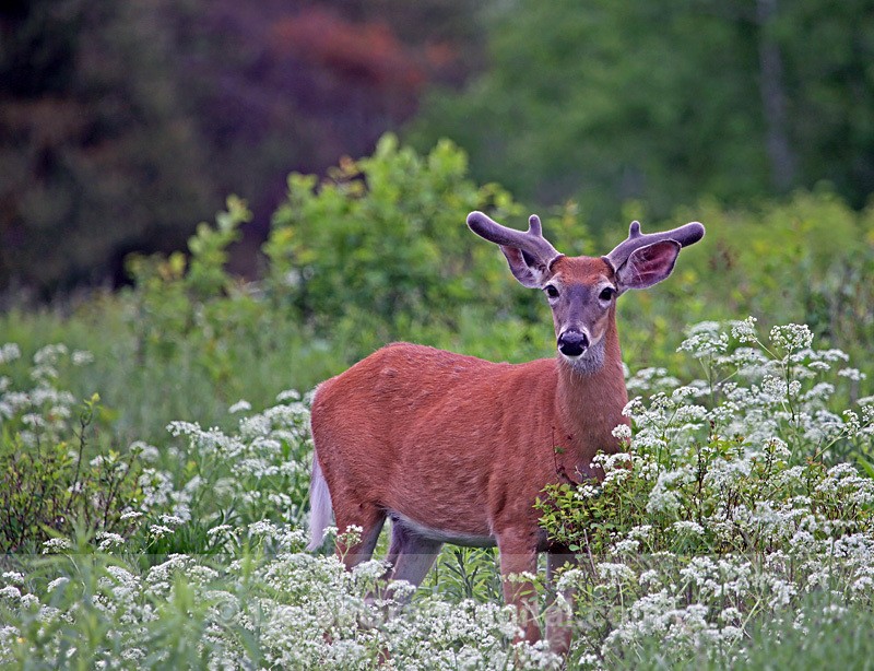 Young Buck - Mammals, Reptiles & Amphibians