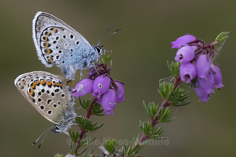 Pair of Silver Studded Blue butterflies mating at Prees Heath - New Butterflies from Prees Heath (Silver Studded Blue )