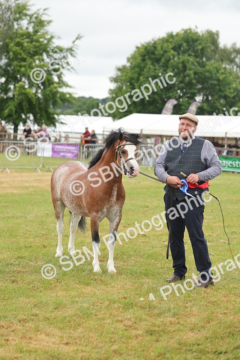 SBM_01686 - Class 50-57 - M&M Welsh Pony In Hand