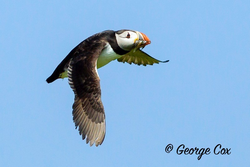 Puffin with sand eels