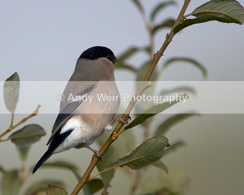 20091010-WE 012 - Finches
