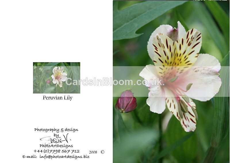 Autumn 1  Peruvian Lily - Autumn