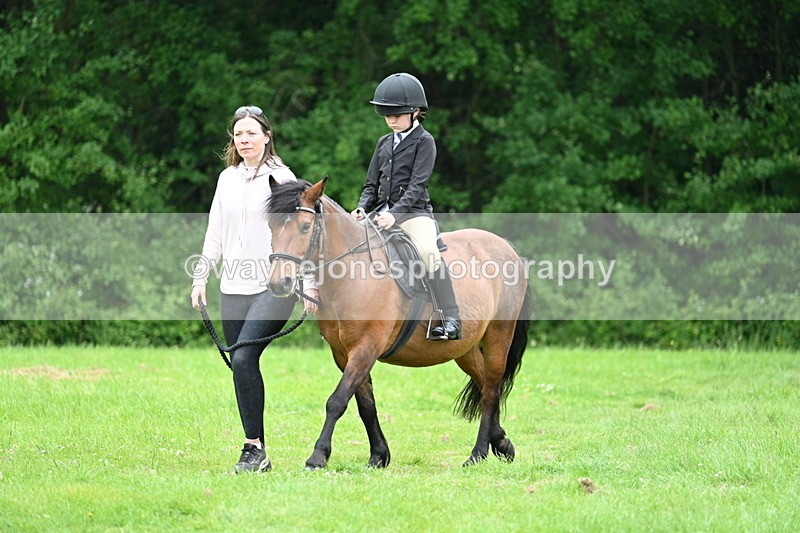 WJ7_3835 - Class 14A Handsome Gelding
