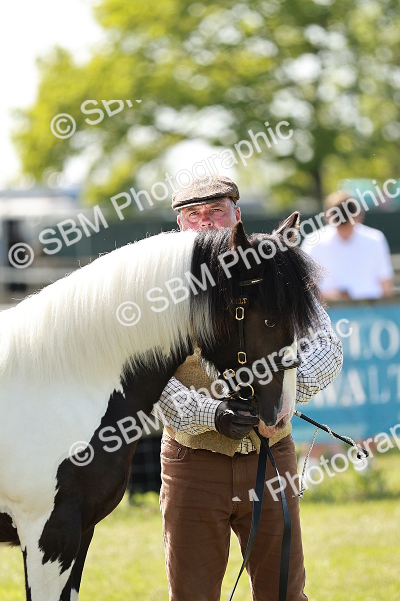 SBM_08675 - Class 63-65 - Traditional Gypsy Cobs In Hand & Ridden