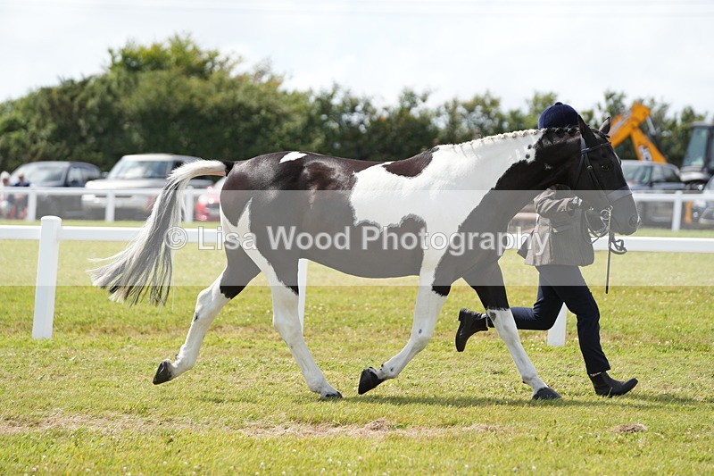 DSC07014 - Class 61: Coloured Horse 4yrs & Over