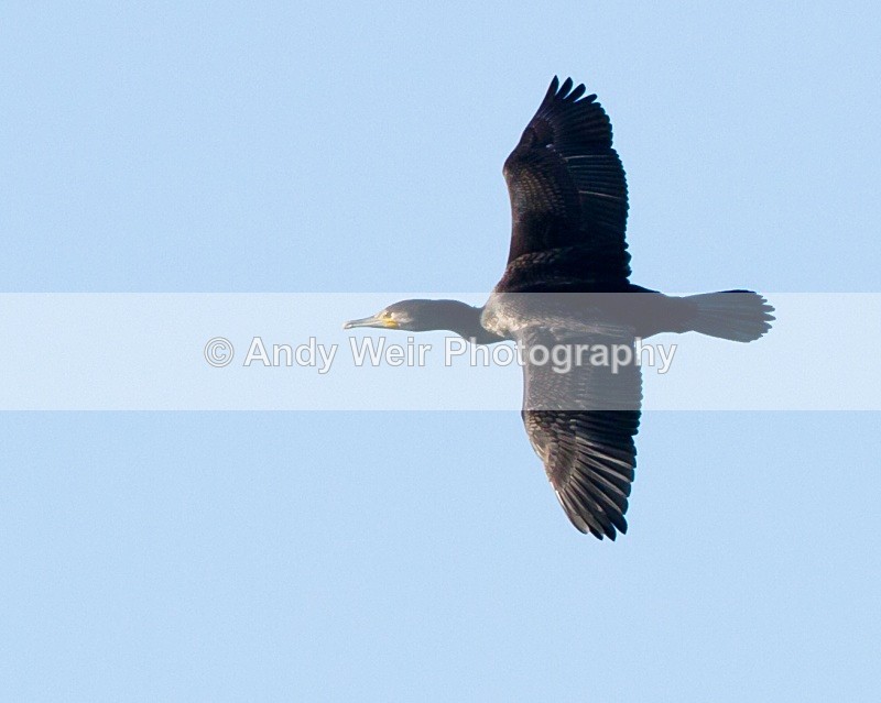 20101017-1857 - Cormorants & Shags