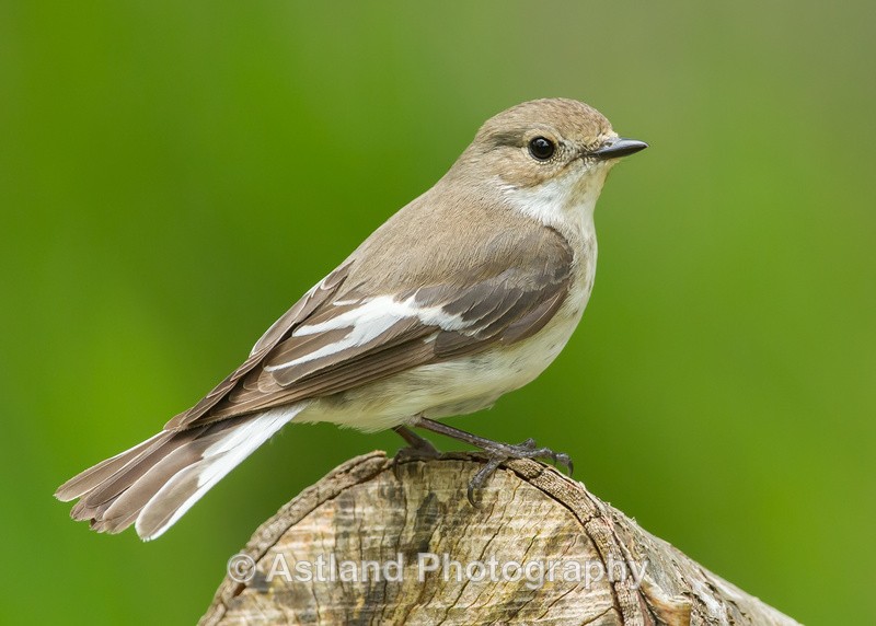 Astland Photography, Bird and Wildlife Images, Susan and Peter Wilson, U.K