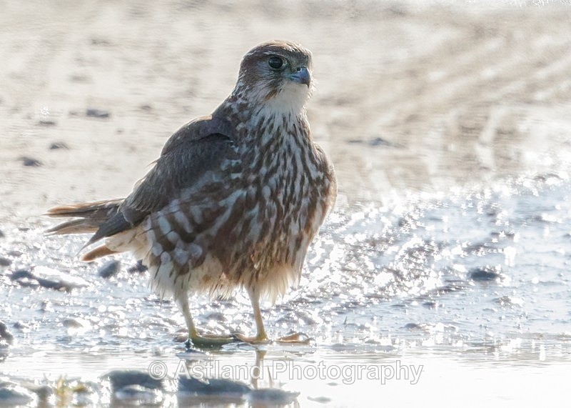 Astland Photography, Bird and Wildlife Images, Susan and Peter Wilson, U.K.
