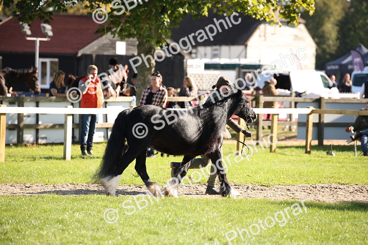 SBM_36578 - S10 - Best In Hand Horse & Pony