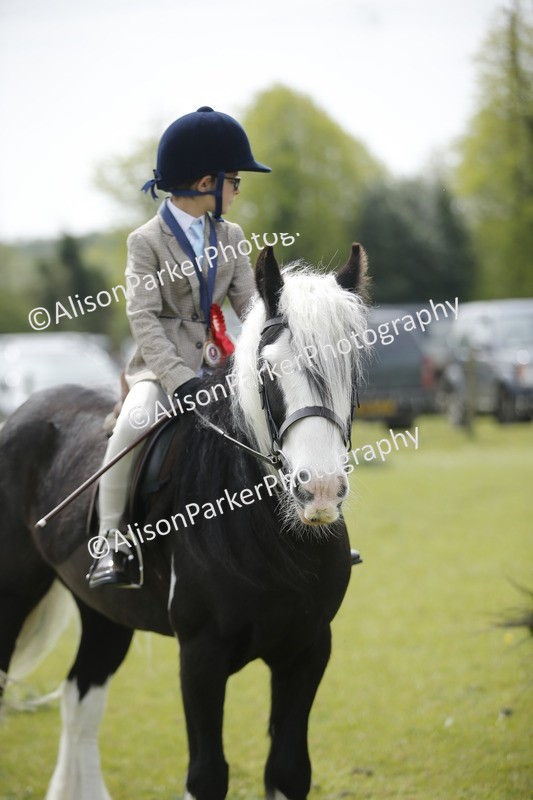 20260426-2149 - Class 9 - Handsomest Gelding
