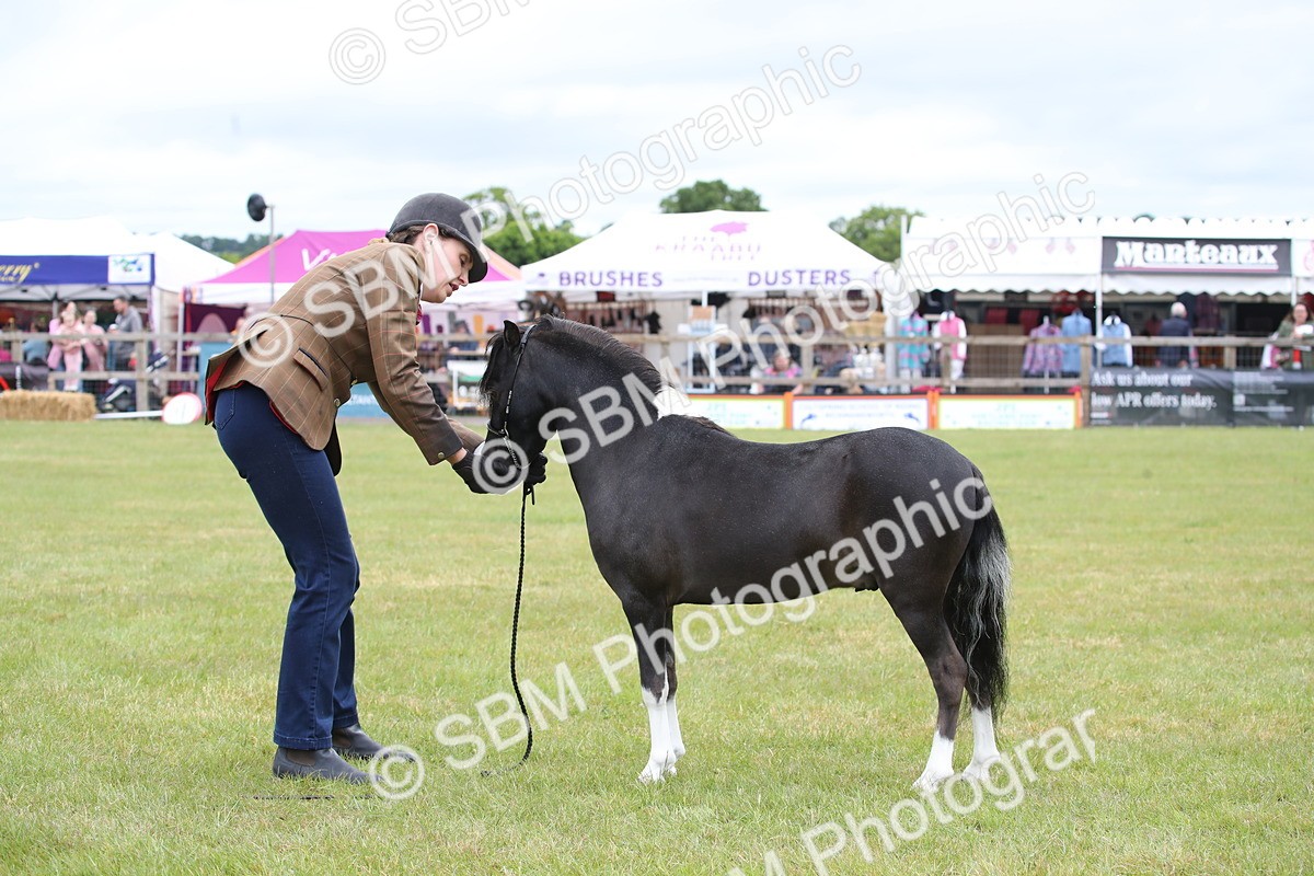 SBM_03768 - Class 23-25 - British Miniature Horse of the Year