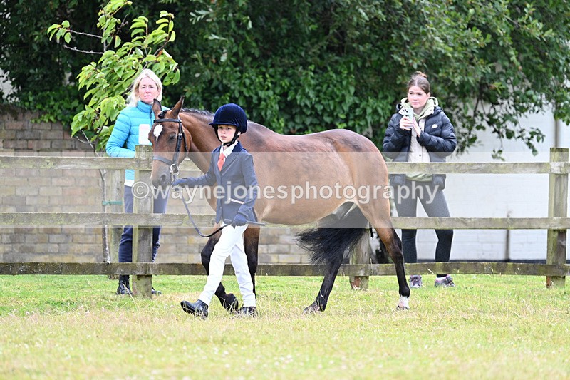 WJ7_6528 - Class 5 Handsome Gelding in hand
