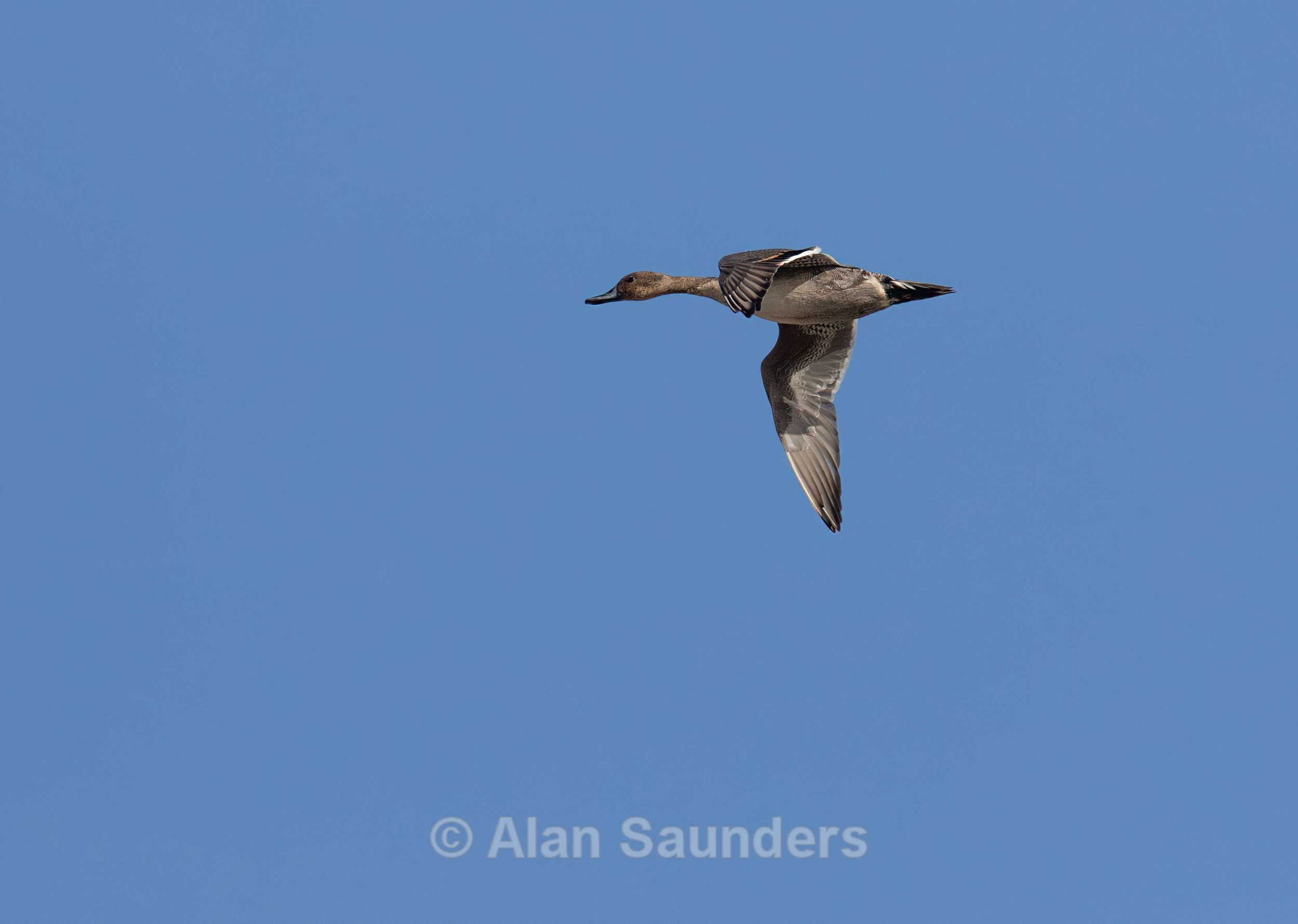 Pintail 1