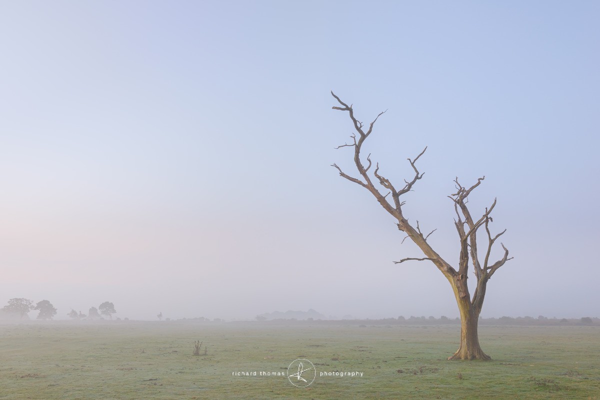 As morning comes - New Forest - One2Tree