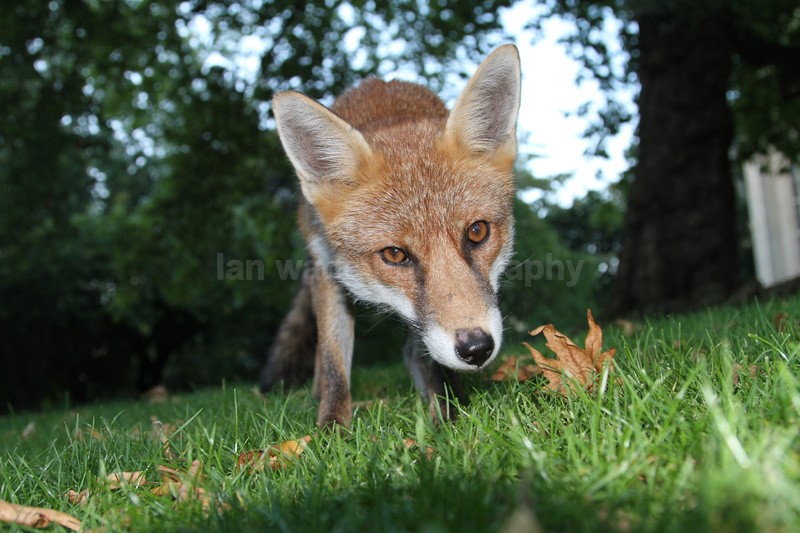 Urban Fox_Bristol_0247 - Urban Foxes, Bristol, Great Britain