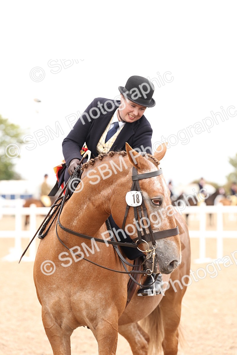 SBM_16444 - Class 211 - Best Side Saddle Horse - Pony