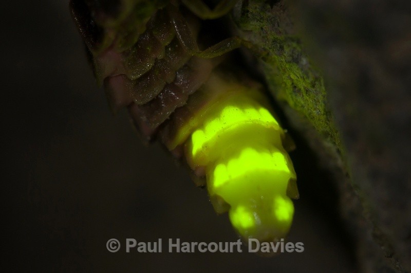  - Bugs: Macro insects