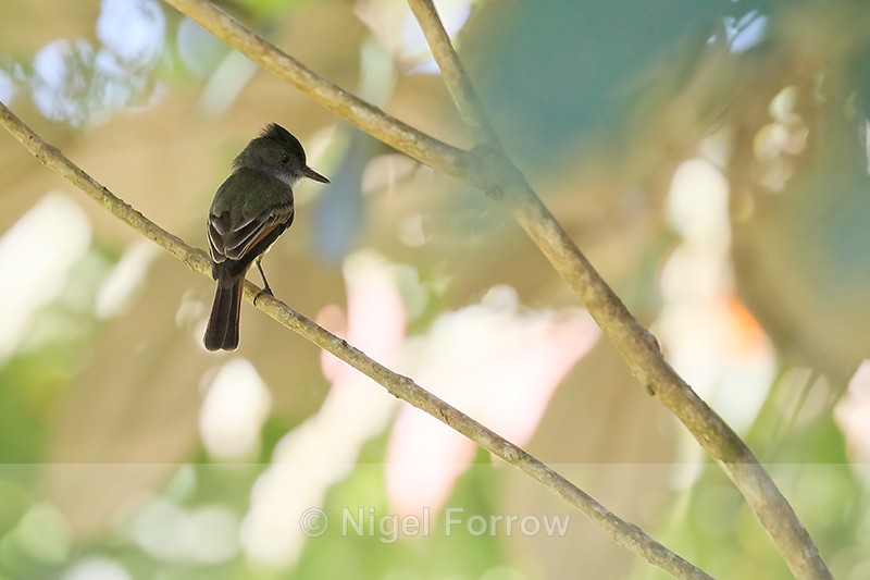 Dusky-capped Flycatcher, Osa Peninsula, Costa Rica - Dusky-capped Flycatcher