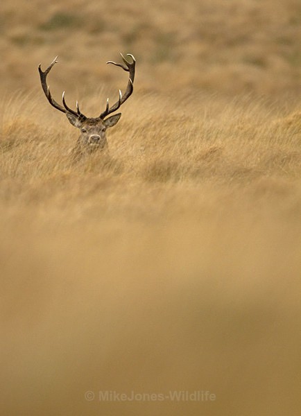 RED DEER ref rd 18b - RED DEER