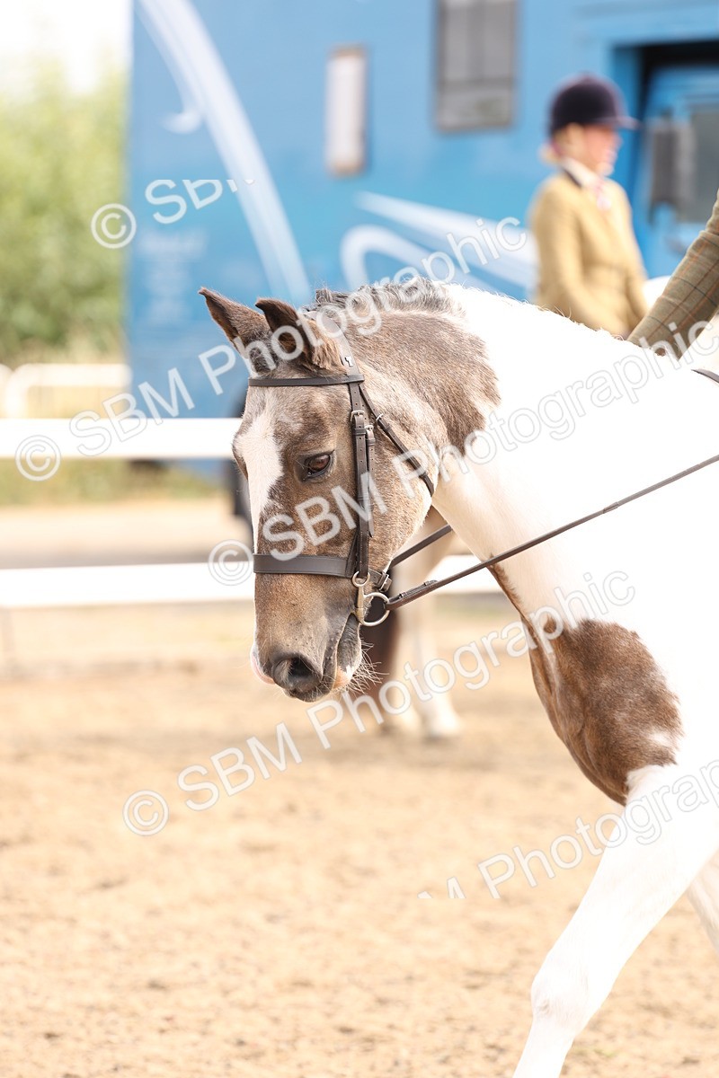 SBM_04291 - Class 54 - Riding Club Horse/Pony