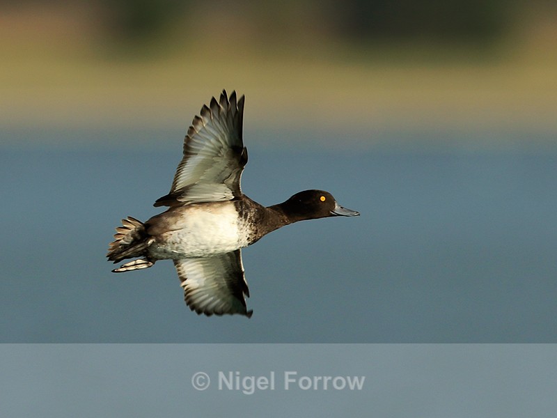 Tufted Duck in flight over Farmoor 2 - Tufted Duck