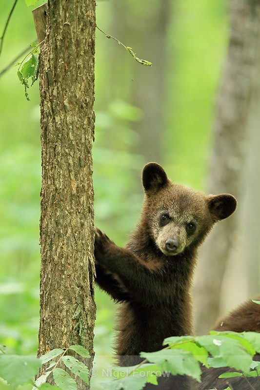 Black Bear cub standing upright, Minnesota, USA - American Black Bear