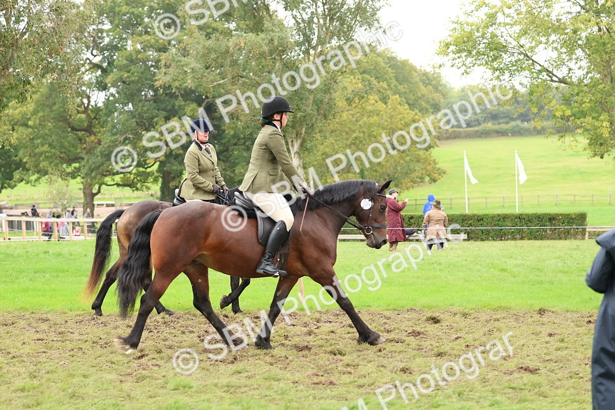 SBM_69557 - S62 - Mountain & Moorland Ridden Large Breeds
