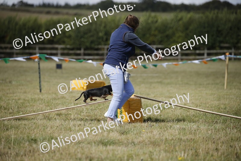 20250831-3832 - Dog Show