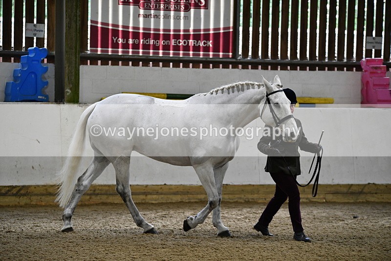 WJ5_4575 - Class 3 Part Bred In hand