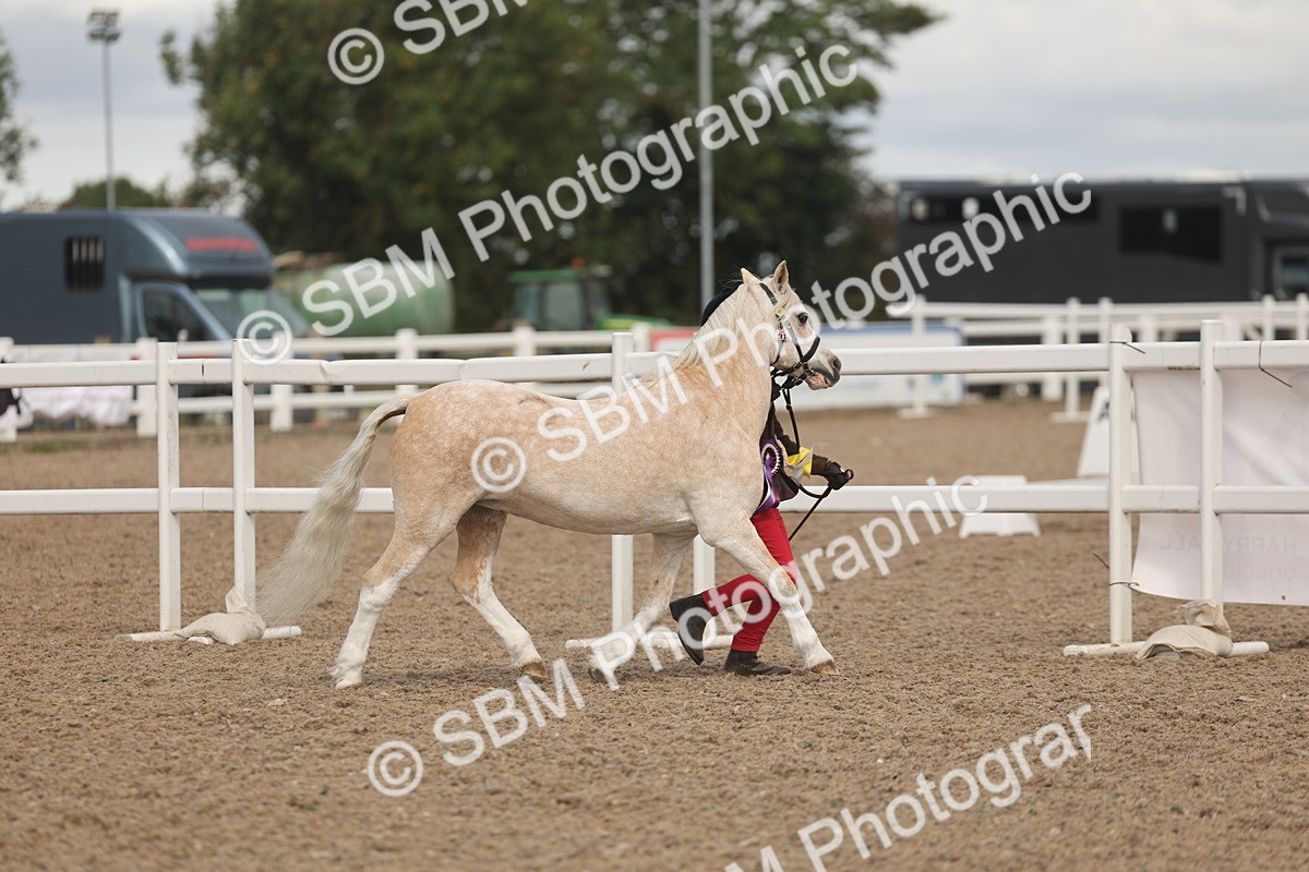 SBM_04395 - Class 17 - Prettiest Mare (IH or Ridden)