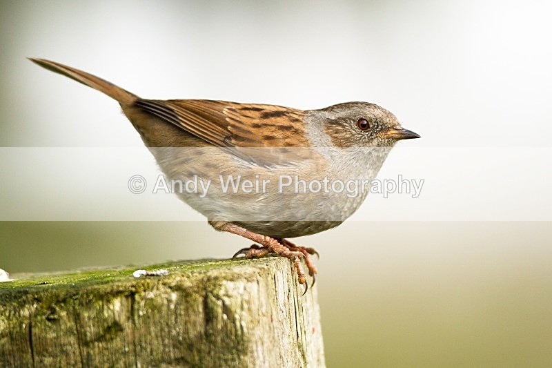 20121013-_MG_0897 - Dunnock (Hedge Sparrow)