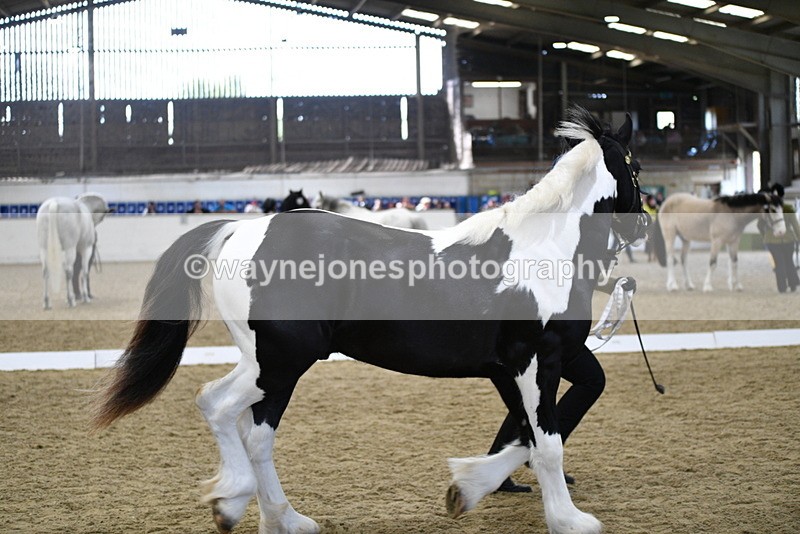 WJ5_4861 - Class 7 In hand coloured / odd coloured