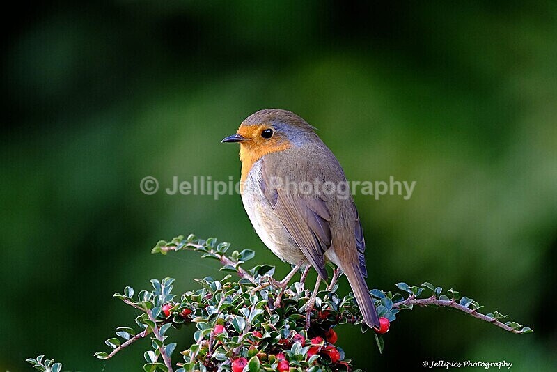  - Wildlife and Nature