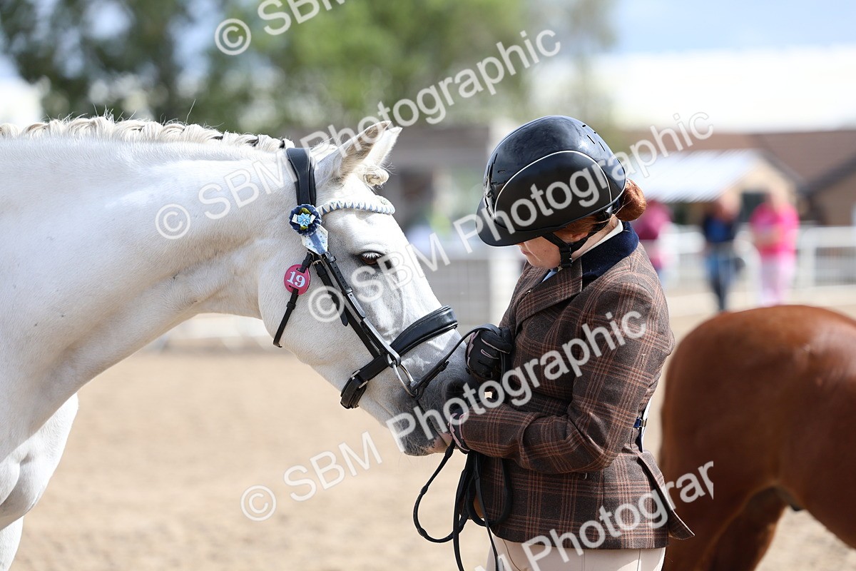 SBM_01877 - Class 18 - Handsomest Gelding - IH or Ridden