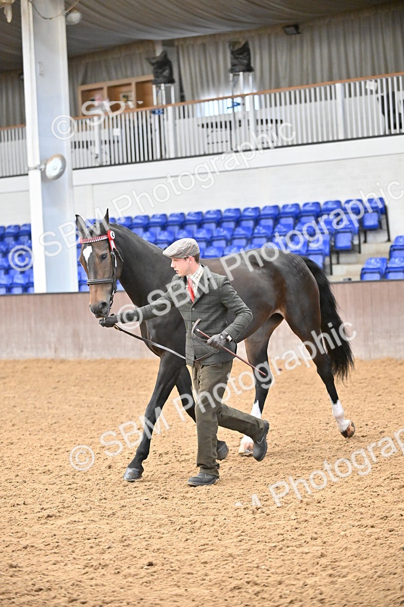 EB7_8431 - Class 3 - In Hand Foreign Breeds & Warmbloods