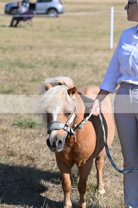 WJ6_7313 - Class 33 Rescue Pony