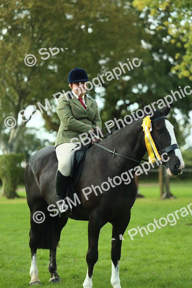 SBM_52245 - S33 - Working Hunter & Working Show Horse