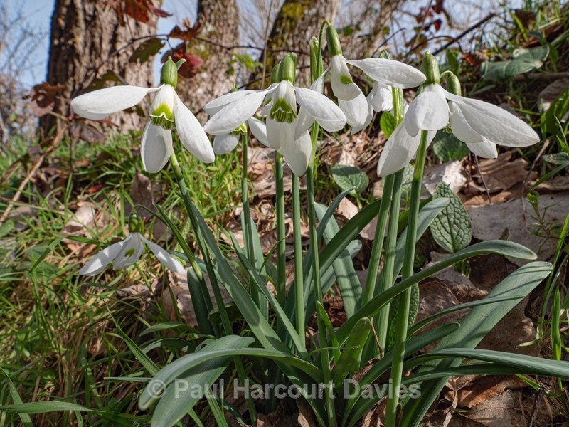Snowdrops (Galanthus nivalis) - Flower Portraits