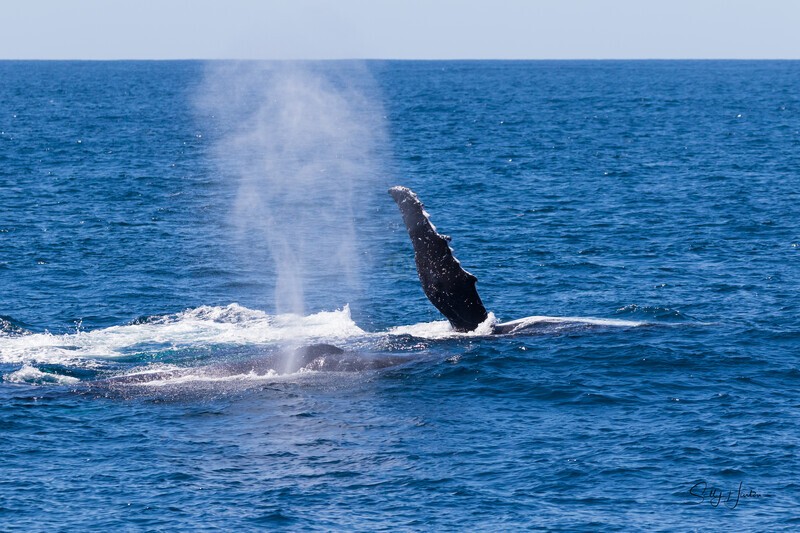 Whales Lolling 3 0A3A4832 - Humpback Whales