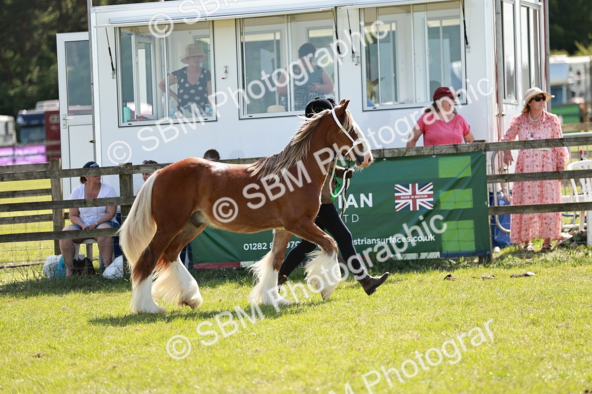 SBM_08737 - Class 63-65 - Traditional Gypsy Cobs In Hand & Ridden