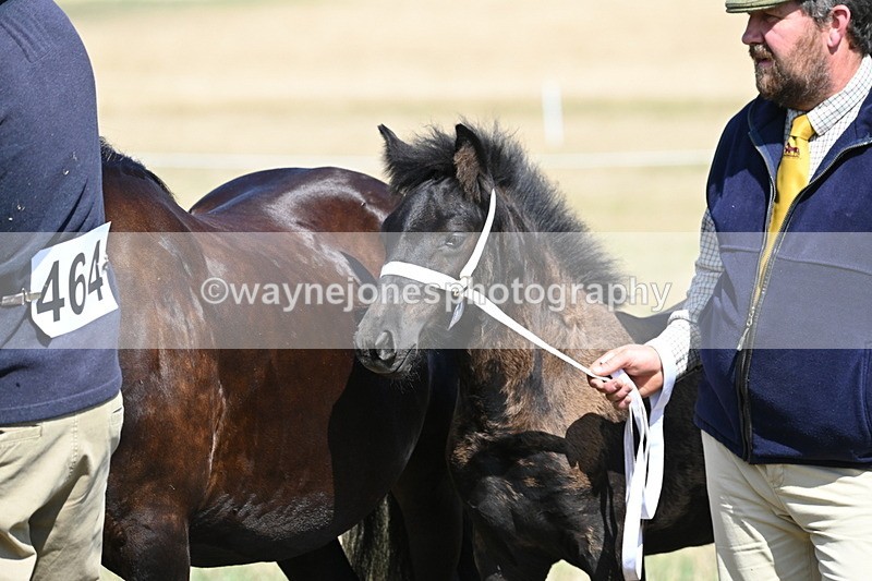 WJ6_5045 - Class 17 Mountain & Moorland