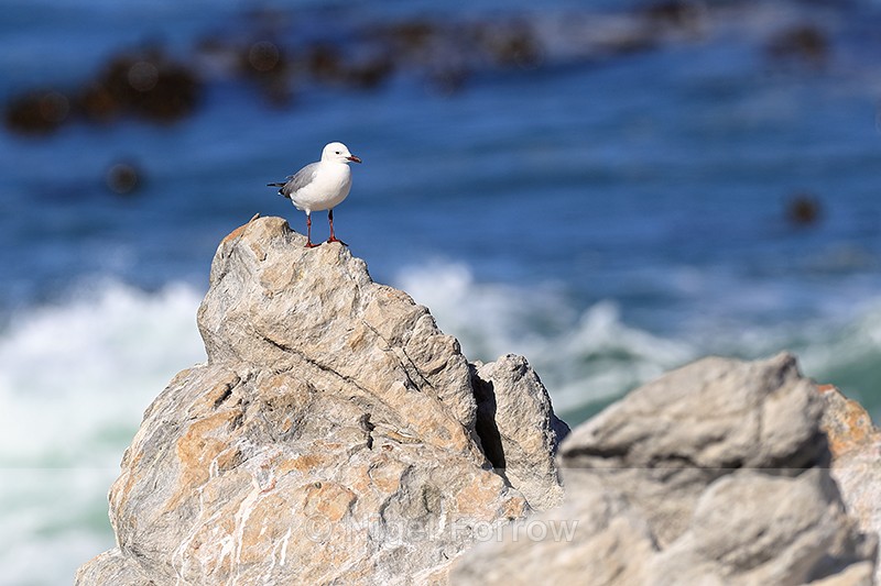 Hartlaub's Gull at Betty's Bay, South Africa - Hartlaub's Gull
