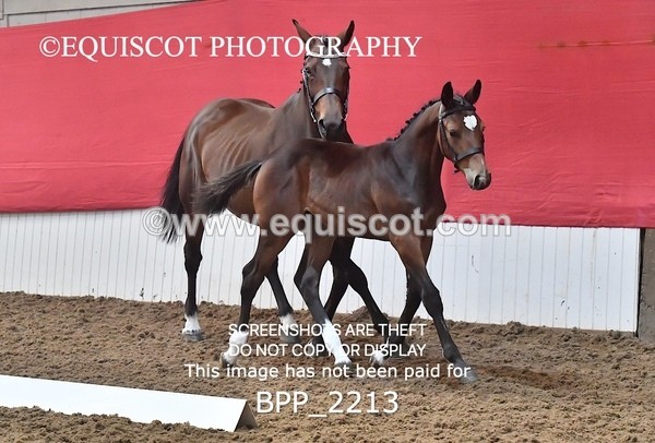 BPP_2213 - AFTERNOON 12.30 - 3.30PM