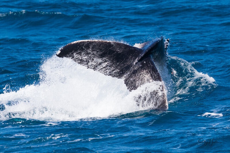 Peduncle Throw 1 0A3A6958 - Humpback Whales