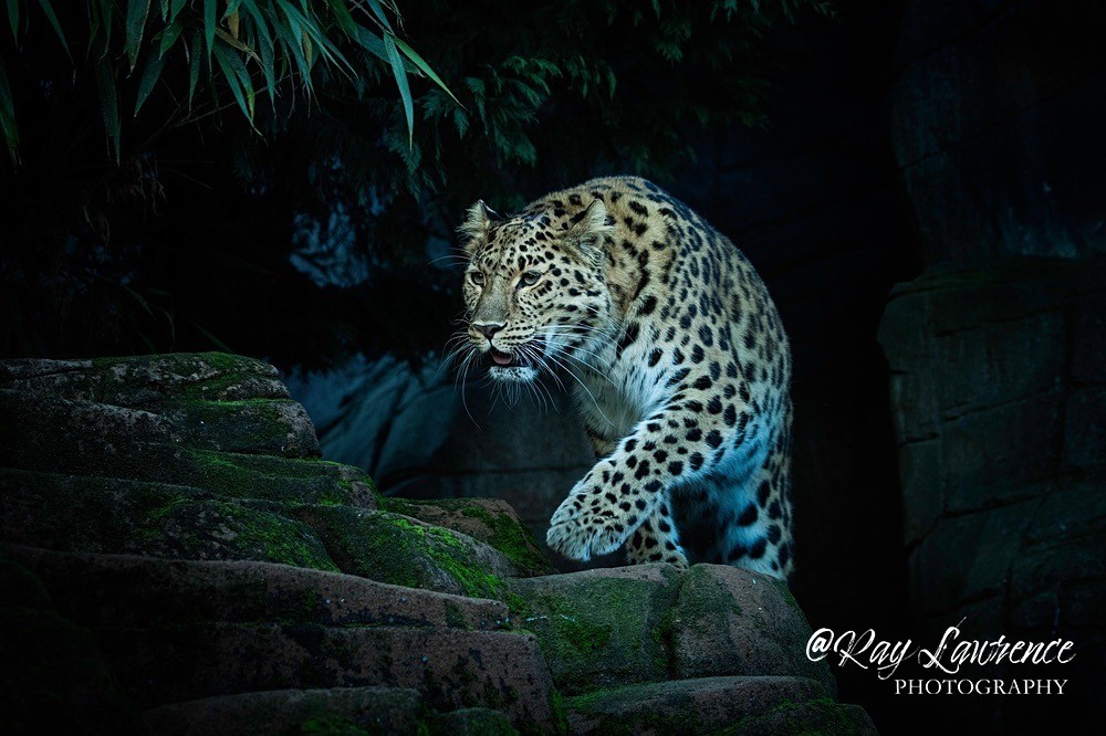 Amur Leopard-RLP_0321 - Vulnerable and Beyond