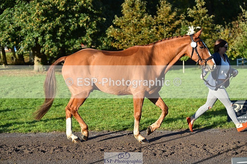 231022-093426-21886 - 407-UNNAMED.(809948)-Lucy.Strong-TrotUp+SJ