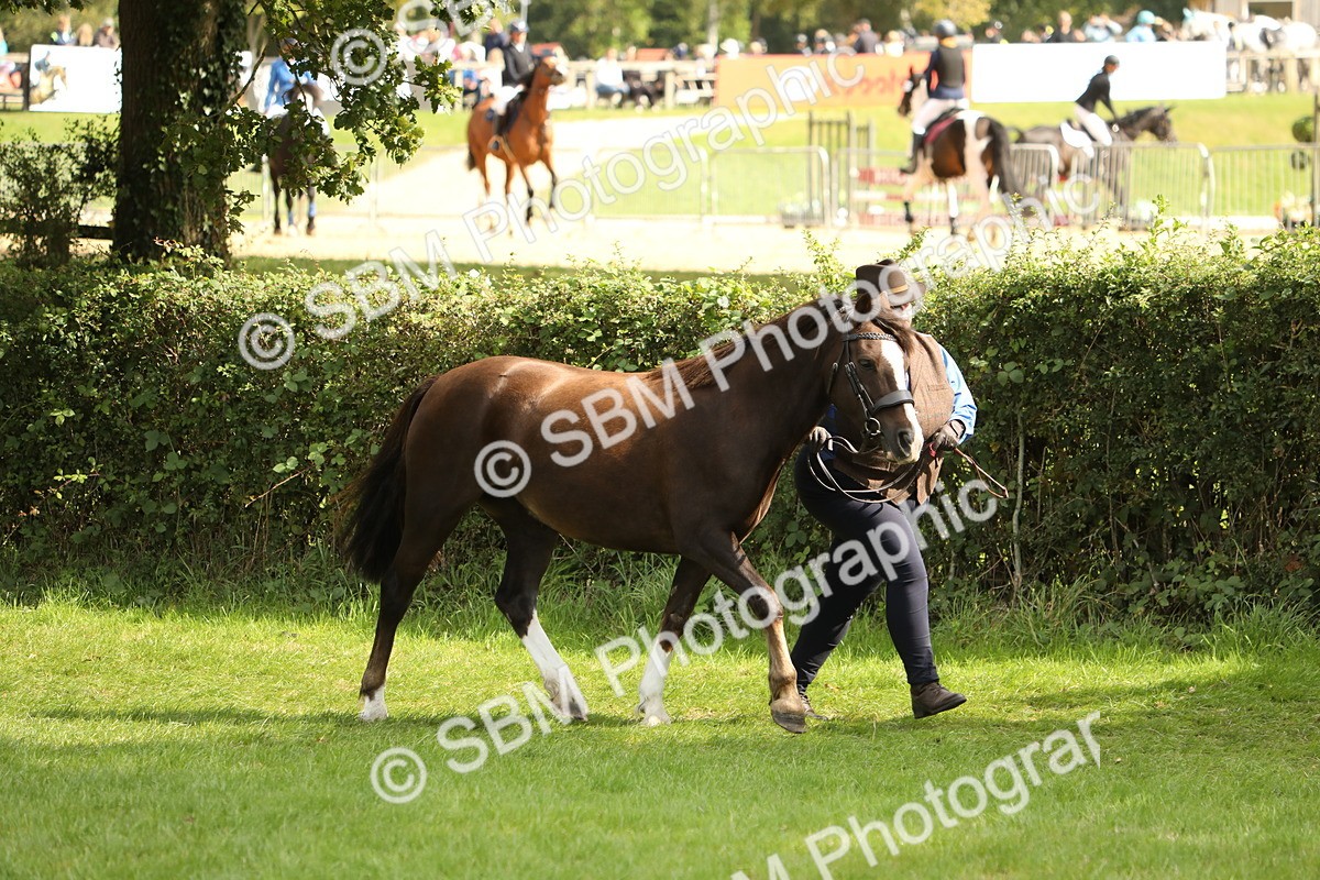 SBM_65371 - S47 - Mountain & Moorland In Hand Large Breeds