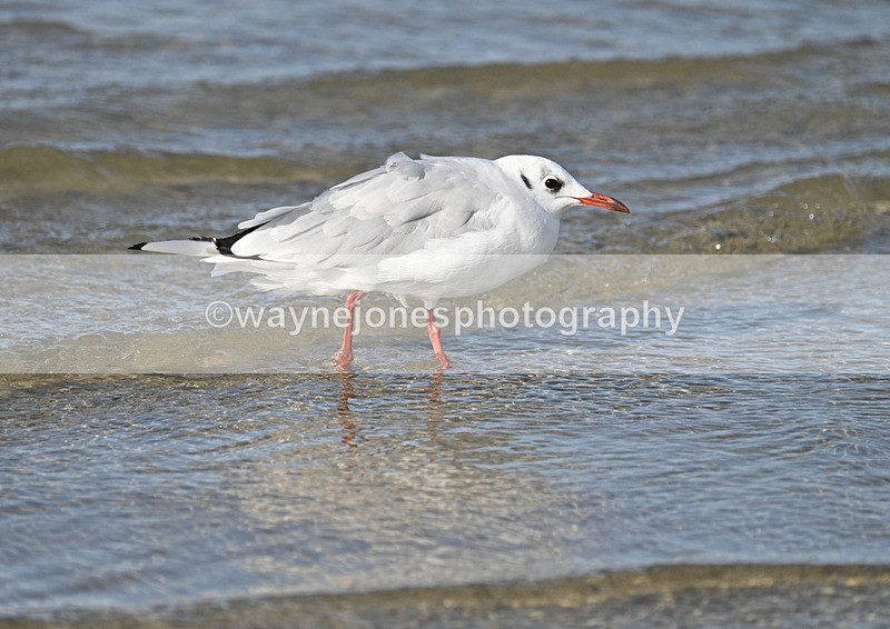 WJ7_3669 - Kellie & Churchill ... do Hayling Island 25-08-24