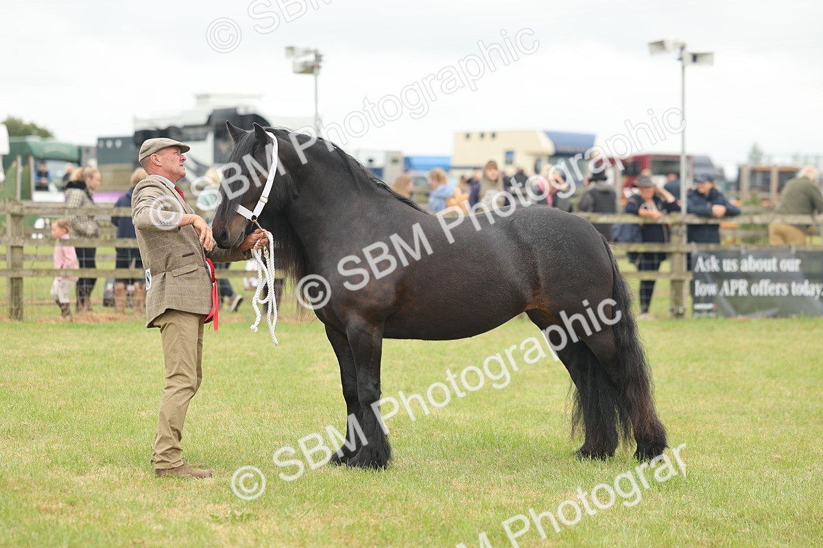 SBM_05080 - Class 50-57 - M&M Welsh Pony In Hand